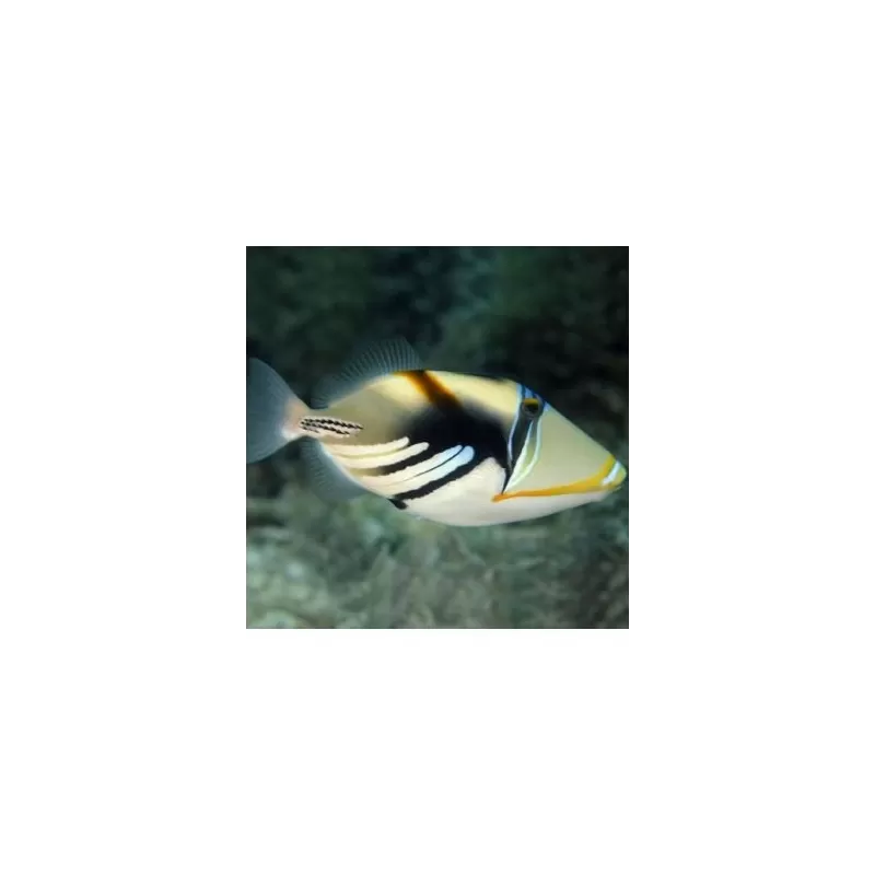 Rhinecanthus Aculeatus (S)