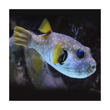 Arothron Hispidus (XL)