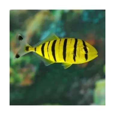 Gnathanodon Speciosus (M) 