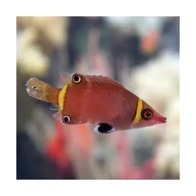 Wetmorella Nigropinnata M