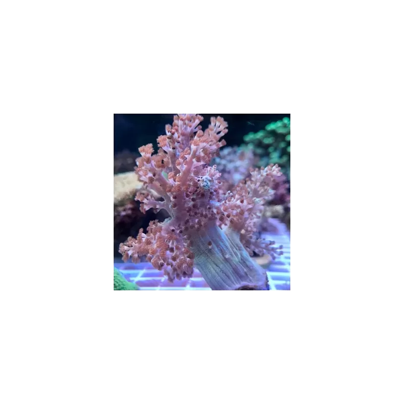 Capnella Kenia Tree (M)