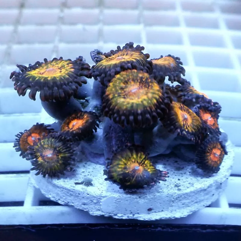 Zoanthus Pink N Gold S-size