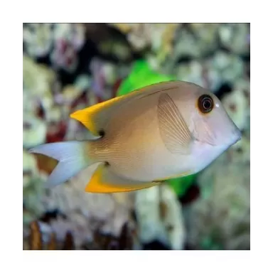 Ctenochaetus Tominiensis (S)