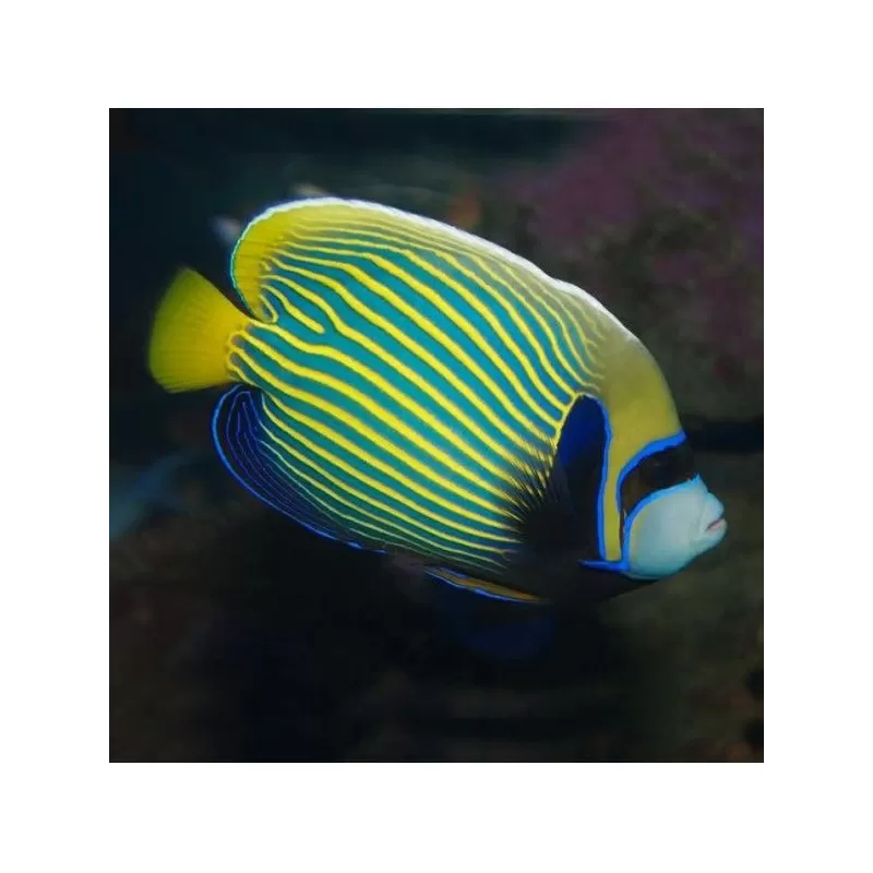 Pomacanthus Imperator (XL)