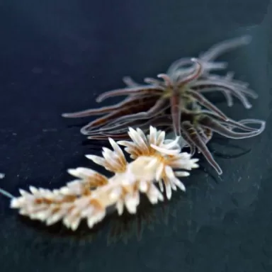 Berghia Nudibranch ( tegen glasanemonen )
