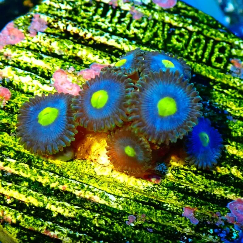 Zoanthus Walters ( per poliep )