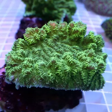 Merulina Ampliata Green M-size