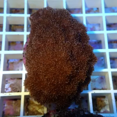 Cladiella sp Short Broccoli M-size