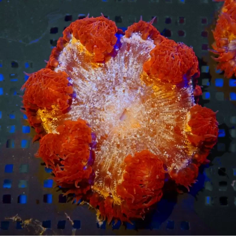 Epicystis Crucifer Anemone Red Rim