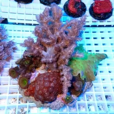 Coral Garden On Rock Mix Corals L size Indonesia