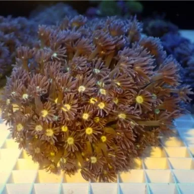 Goniopora sp XL-size