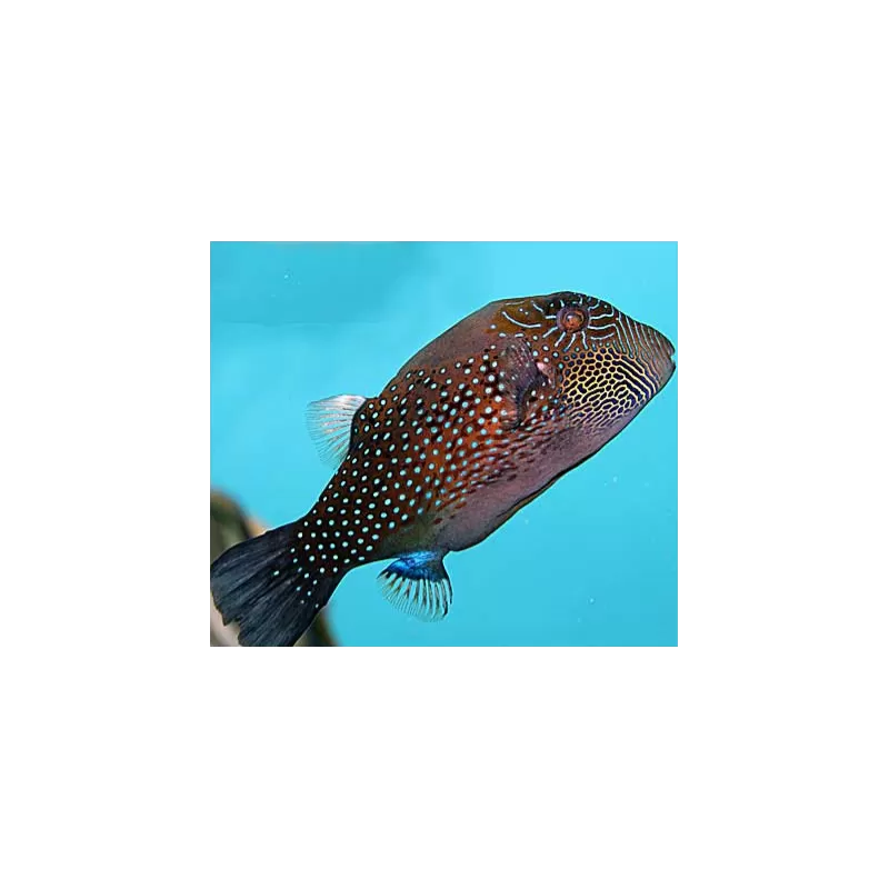 Canthigaster Amboinensis