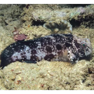 Atrosalarias Hosokawai