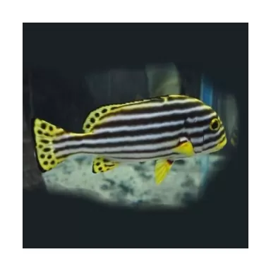 Plectorhinchus Diagrammus L 