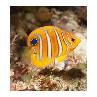 Pygoplites Diacanthus Red Sea Juv (S)