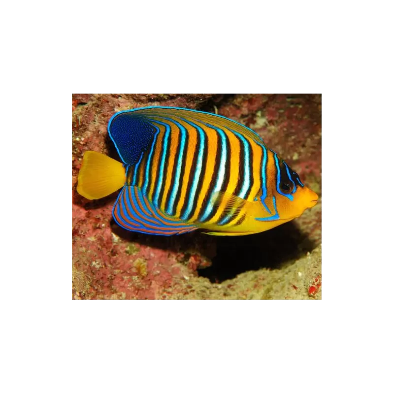 Pygoplites Diacanthus Red Sea Juv (S)