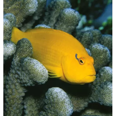 Paracirrhites Xanthus