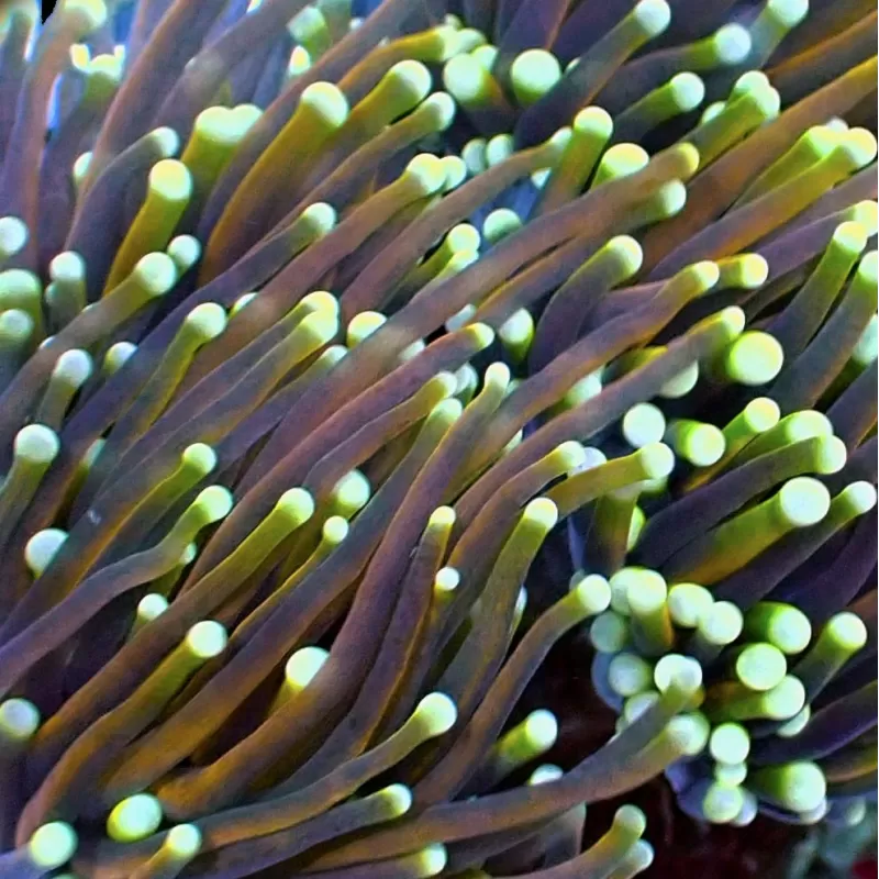 Euphyllia Glabrescens Golden Torch Indo Per Head