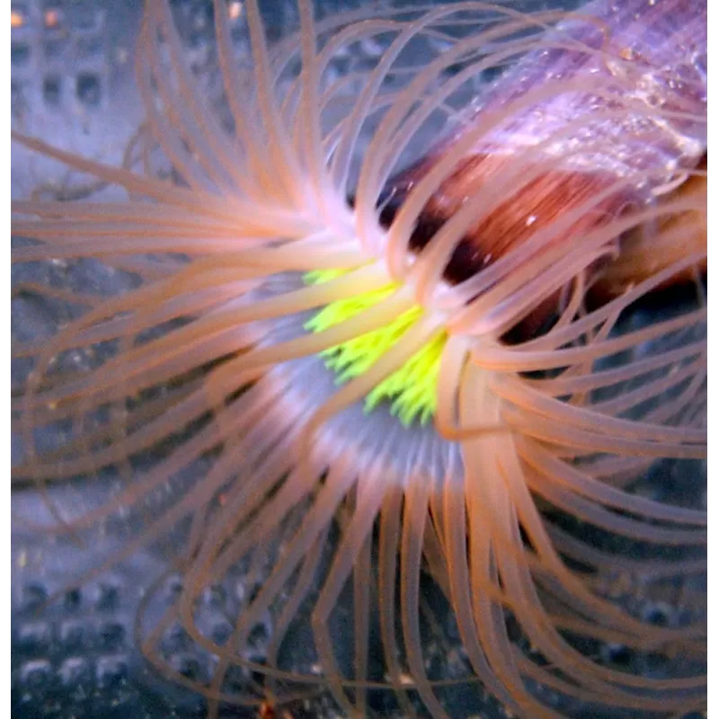 Cerianthus Membranaceus Ultra Orange fluo Yellow heart