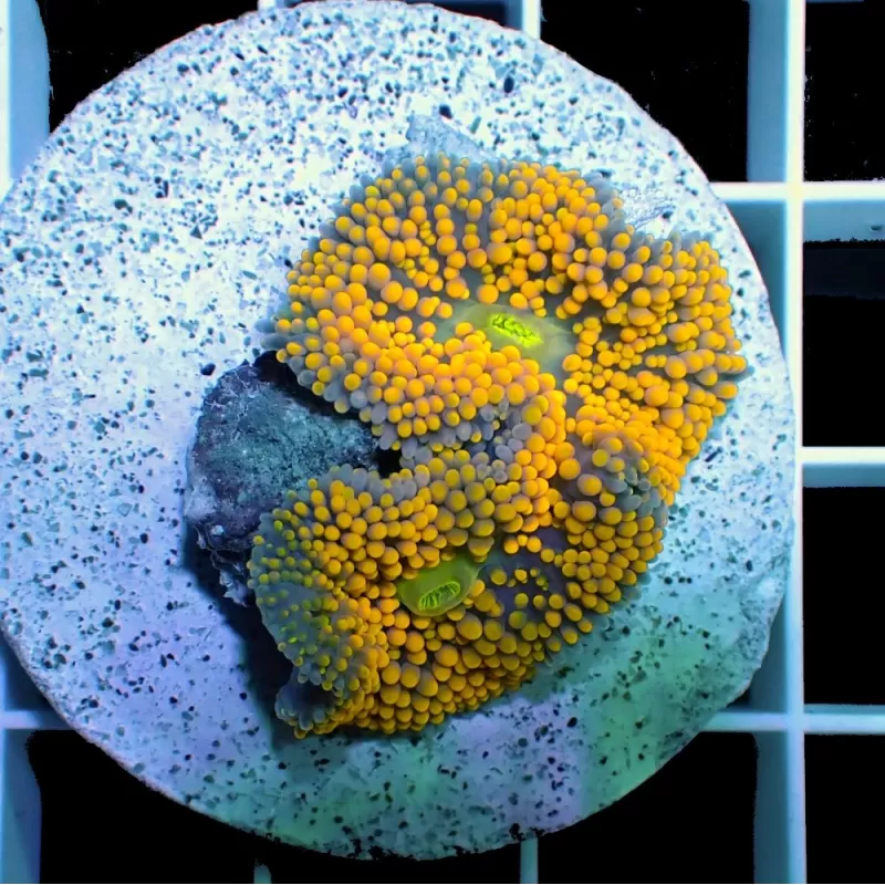 Ricordea Florida Orange Multiple Ears