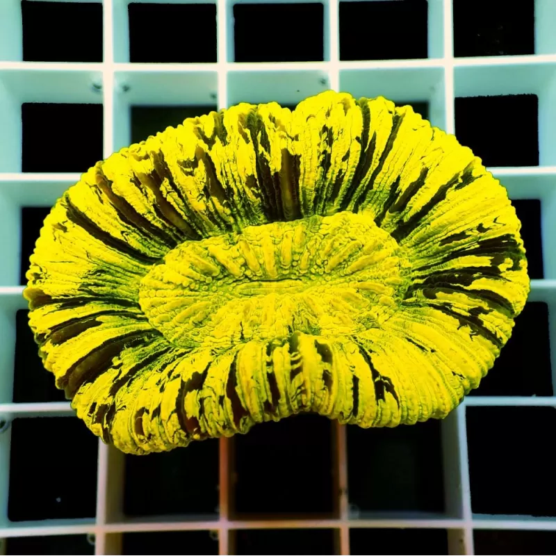 Trachyphyllia Geoffroyi Green Fluor Australie