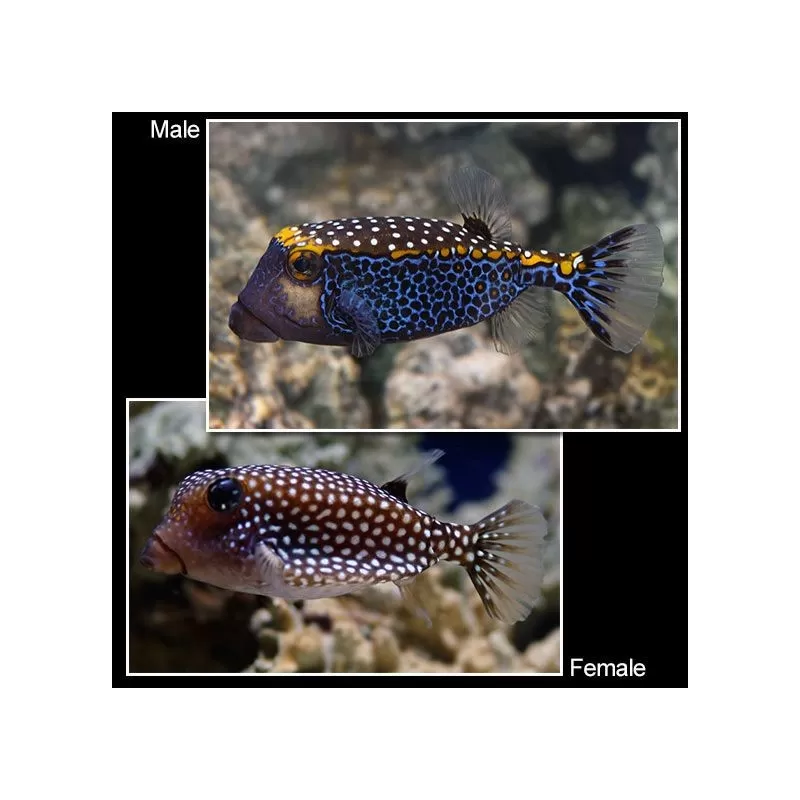 Ostracion Meleagris m male