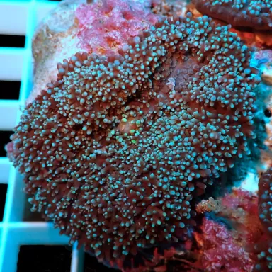 Blue Hairy Mushroom M-size