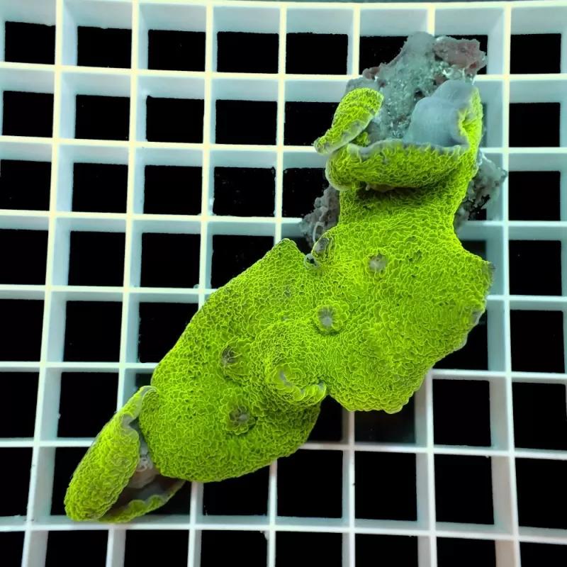 Rhodactis Mussoides Green