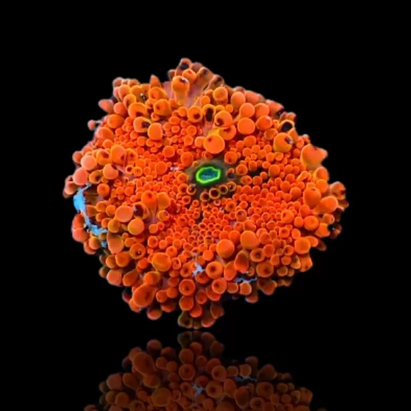 Ricordea Yuma Orange Red with Green Heart