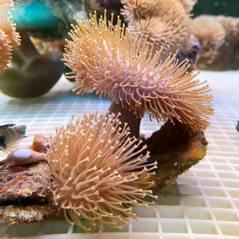 Sarcophyton Ehrenbergi Double Cup Shape