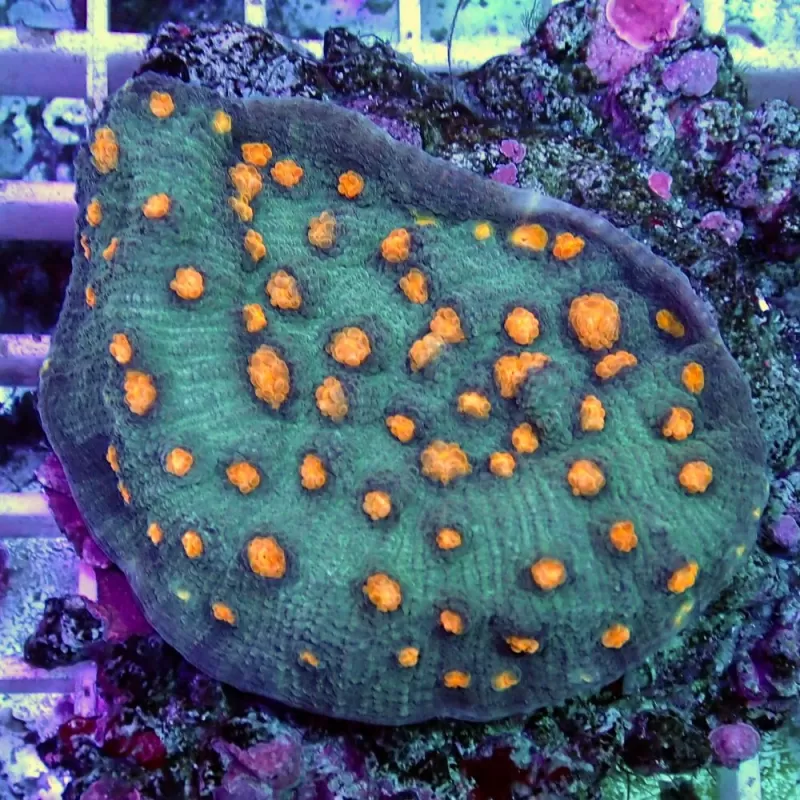 Echinopora Yellow Bandit Chalice M Size