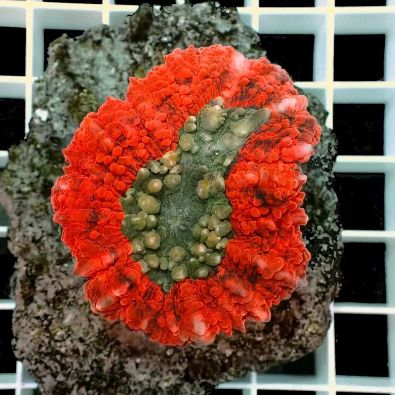 Symphyllia sp M size