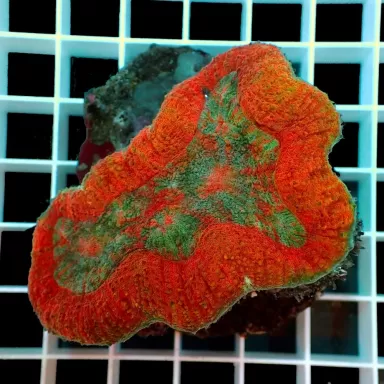 Symphyllia sp M size