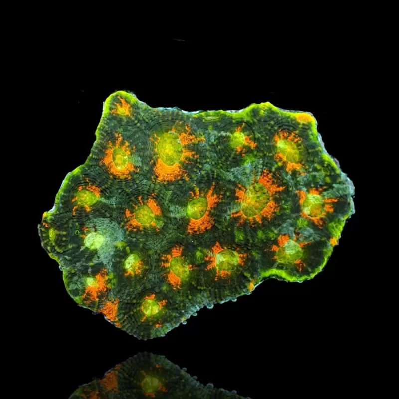 Acanthastrea Echinata Green/Orange spot (M) Australie