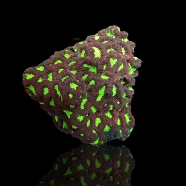 Favites sp Red M size