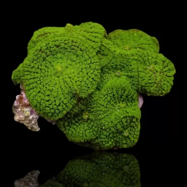 Rhodactis Green On Rock L size