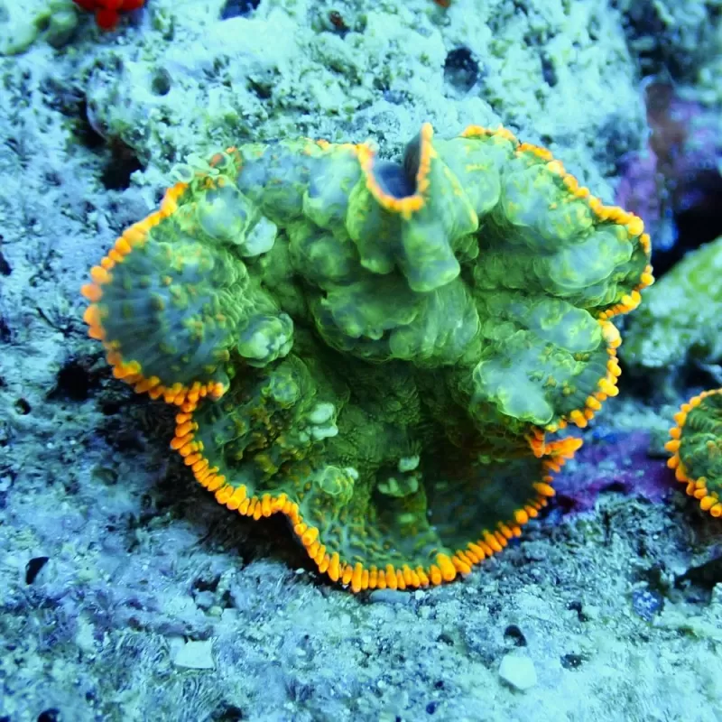 Rhodactis Green - Orange Rim 