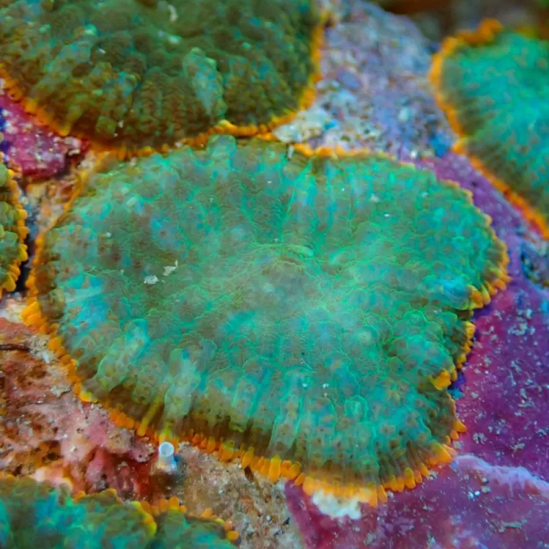 Rhodactis Green - Orange Rim 