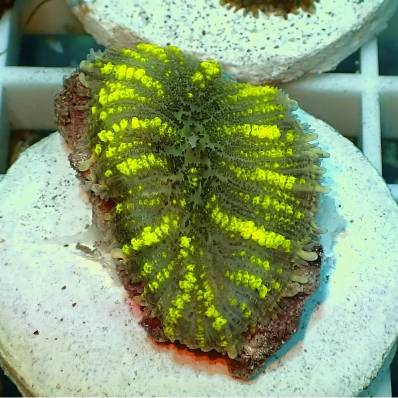 Rhodactis Yellow Stripe Vietnam 1 Ear