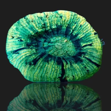 Trachyphyllia Geoffroyi Greenish S size