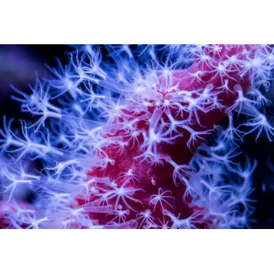 Nephthyigorgia sp Red Red Chilli Cactus Coral