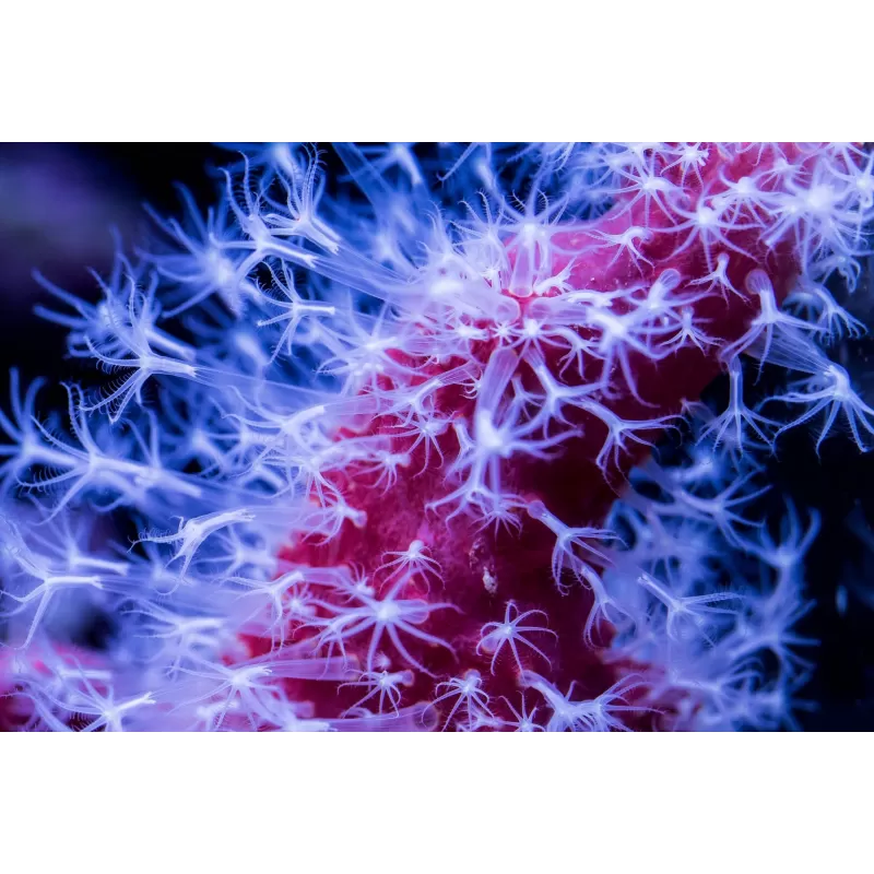 Nephthyigorgia sp Red Red Chilli Cactus Coral