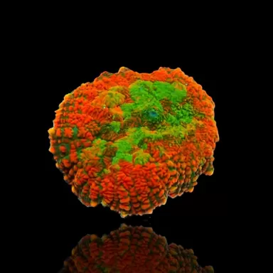 Rhodactis Ring of Fire