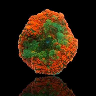 Rhodactis Ring of Fire