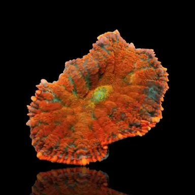 Rhodactis Orange Flame