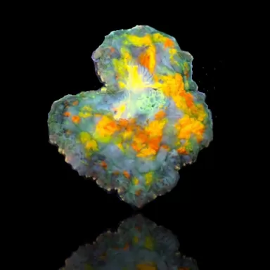 Rhodactis Sun Splash