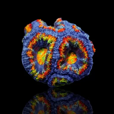 Acanthastrea Lordhowensis Ultra Rainbow S size Australie