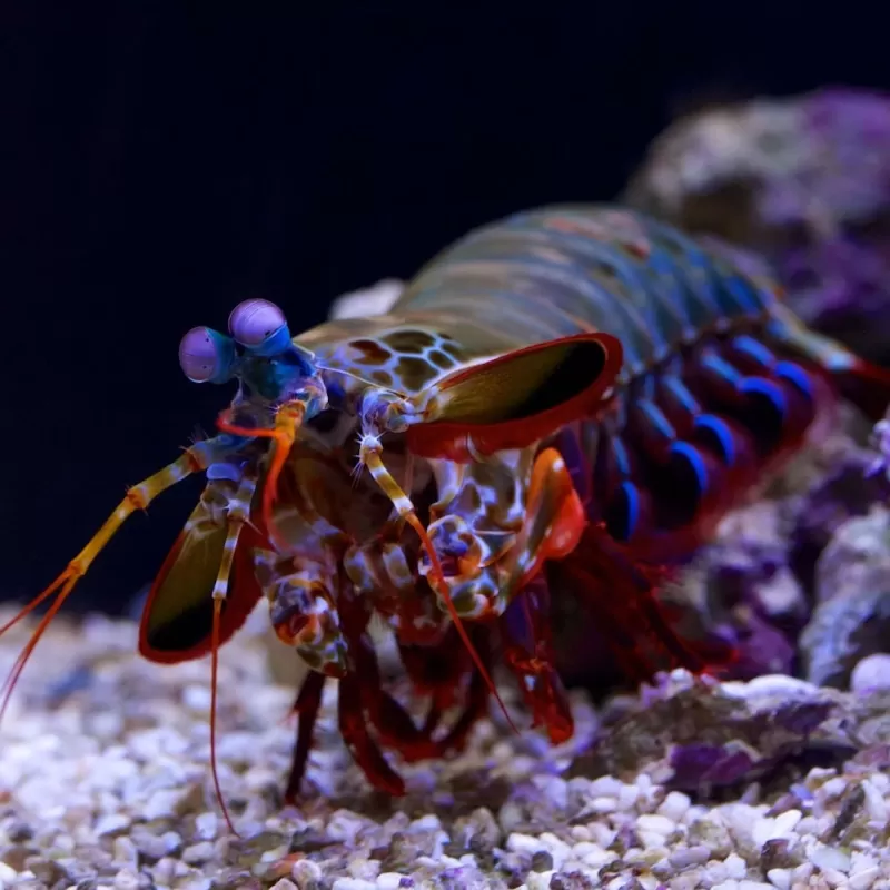 Odontodactylus Scyllarus