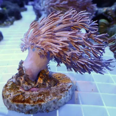 Xenia Umbelata L-size