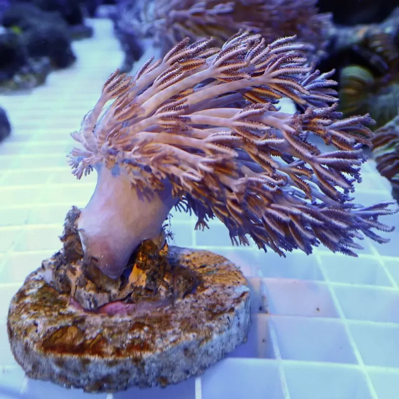 Xenia Umbelata L-size